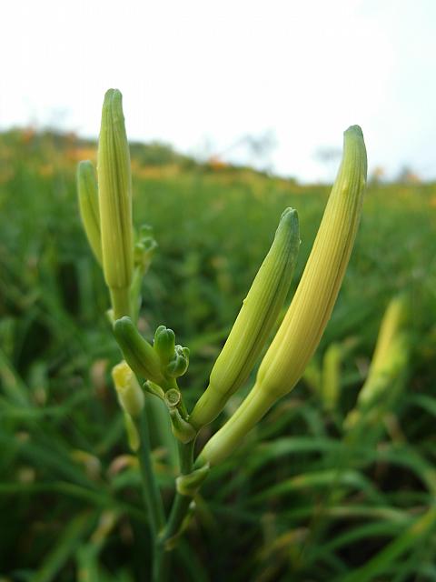 花咲く前に金針花を採って食用として使うため、観光客のために花を特別に残しているそうです