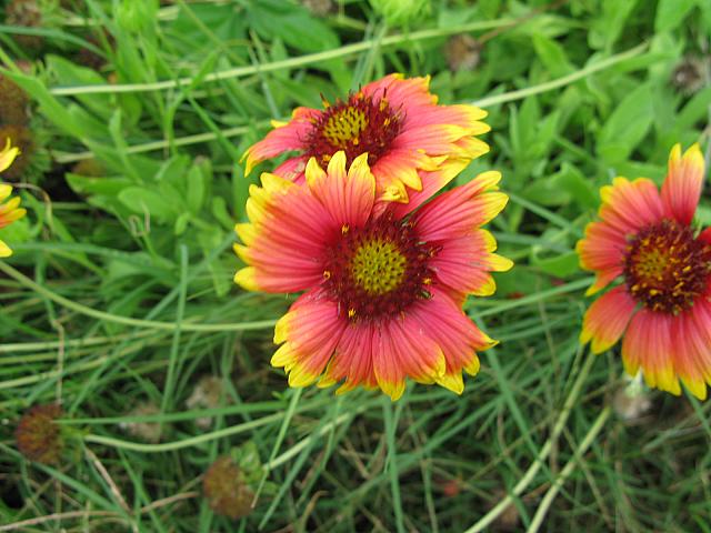 ポンフーの花、天人菊