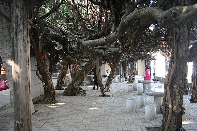 樹齢何百年ものガジュマル