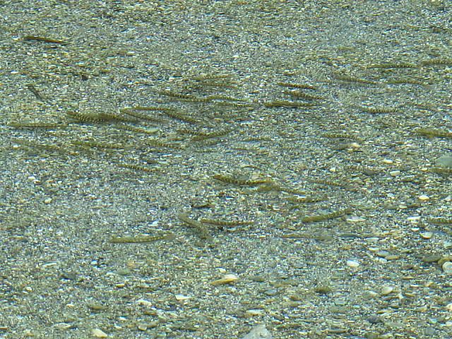 お魚さんも肉眼でくっきりと見られます～～