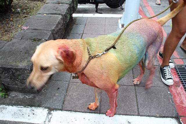 犬を連れてる人も多かった今年です