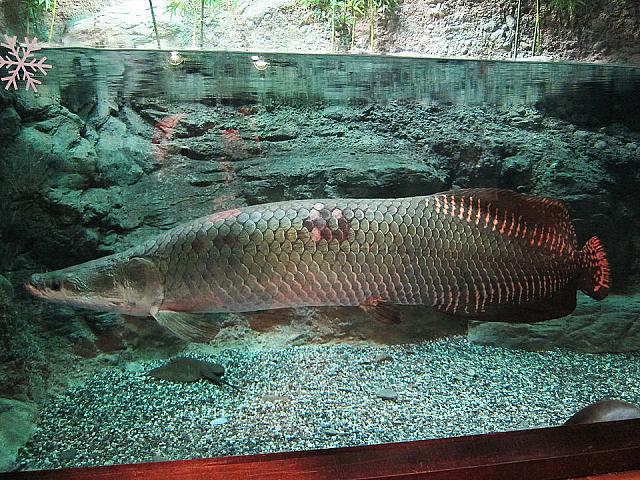 世界で一番大きな淡水魚のひとつといわれるピラルクーもいました。でも水槽の中にいるのはそこまで大きくない気が・・・