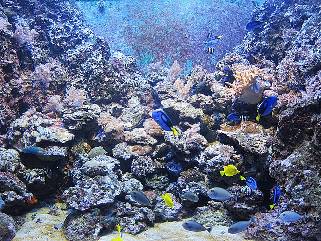 やっぱり魚を見ていると心が落ち着く～～