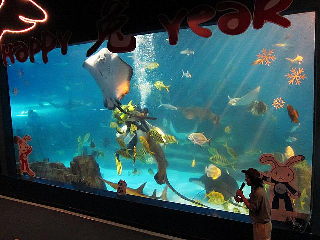 水族館恒例のエサやりも見られます！