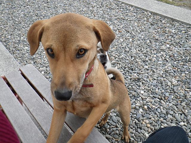 オーナーの愛犬は3匹。かわゆ～い。