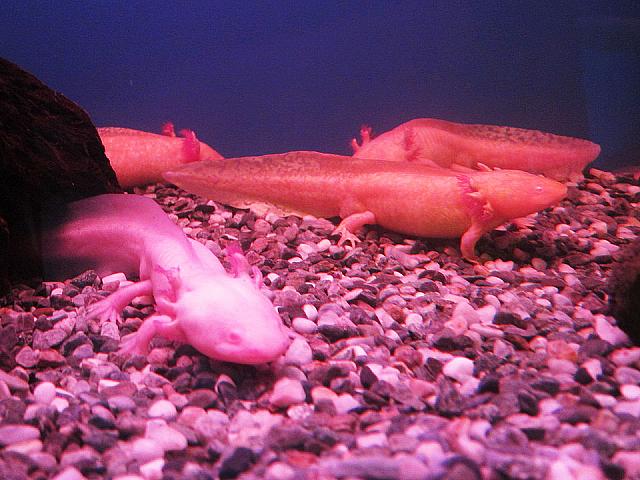 これなんだと思いますか？台湾では「墨西哥蠑螈」と呼ばれ、またの名を「六角恐龍」と言います。小さい恐竜の赤ちゃんのようですよね～。実はこれ、ウーーパールーパーでした！！