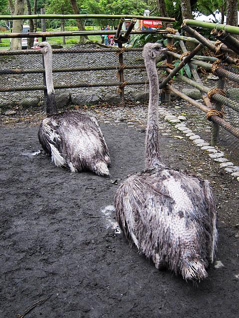 ダチョウさんが座って休憩中でした。