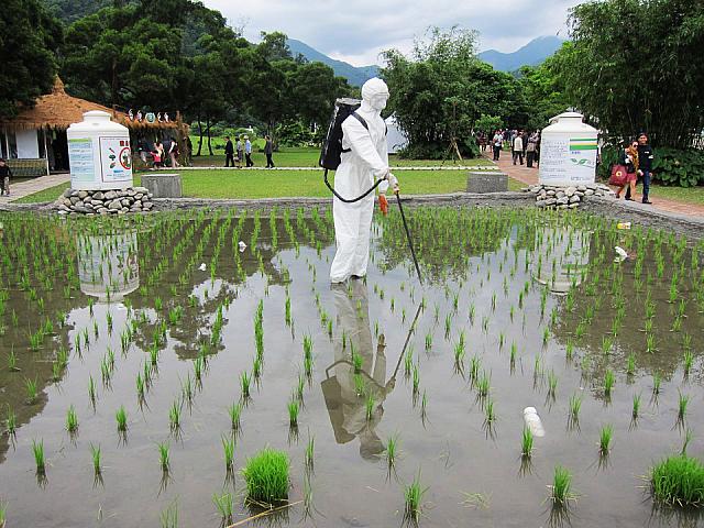 私たちがたべるお米もこうやって作られているんですねぇ・・・