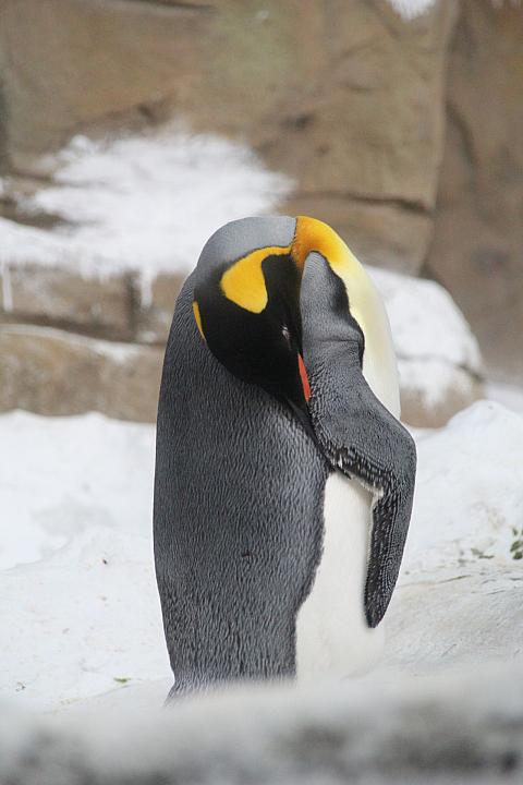 ペンギンちゃんはスヤスヤとお眠り中・・・。首が柔らかい！！