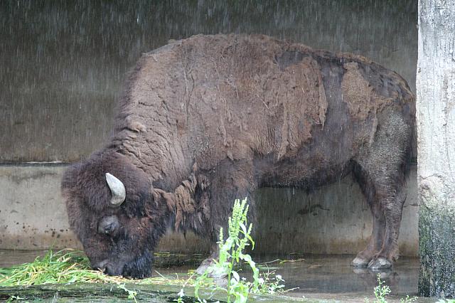 バイソンを見かけた時には豪雨でした・・・＞＜