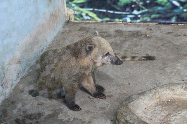 アカハナグマくんは遠くを見つめていました！！