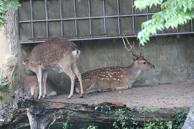 台湾の動物と言えば・・・そう！梅花鹿♪シカちゃんもいます♪