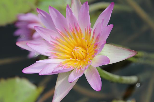 蓮が一厘