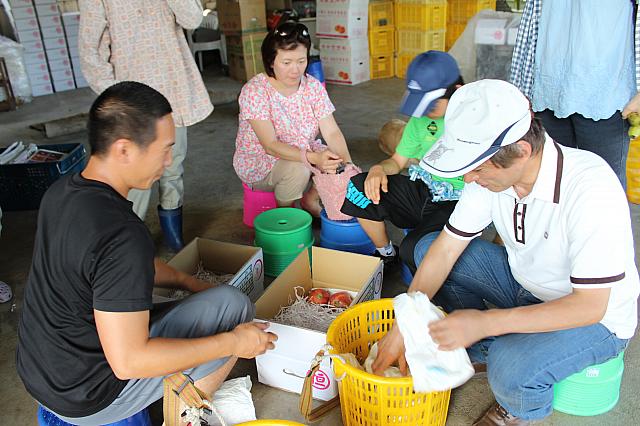 真剣なまなざしでおいしいマンゴーを選んでいきます