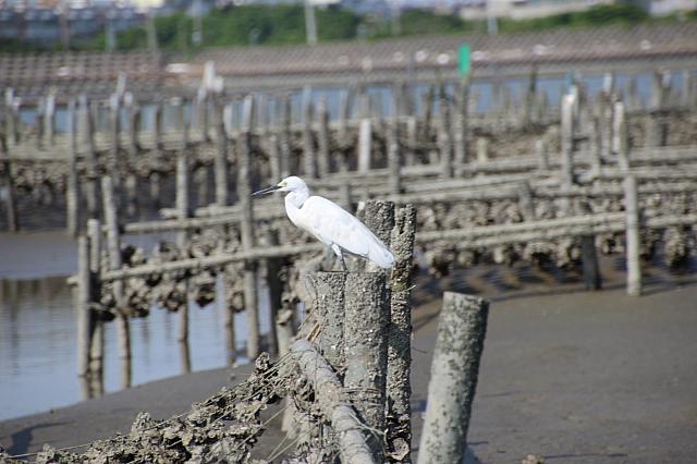 鳥もたくさん飛んでいます
