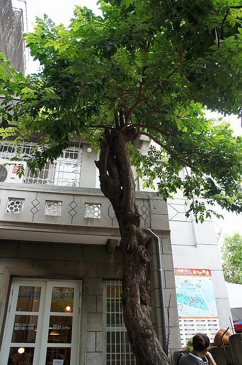 府中街には雑貨屋さんが小吃店がひしめきあっています。そんな中この樹に魅かれてお店に入ってみました