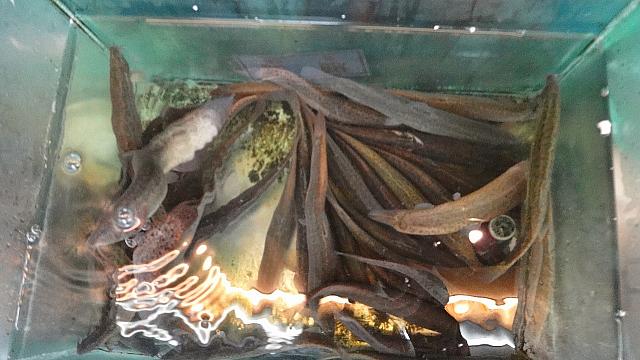 すごく元気なお魚。でも今日は君たちは食べないよ。