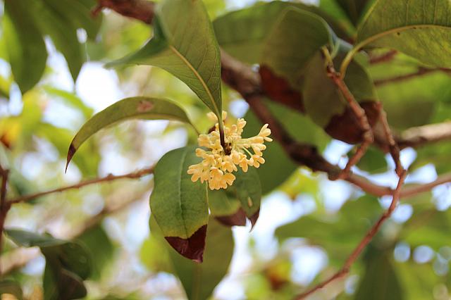 この日はキンモクセイの花が咲いていて、かぐわしい香りが一帯を包んでいました