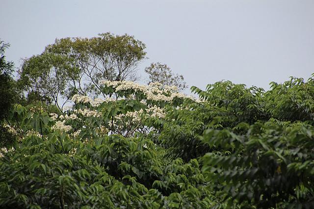 先週の土曜日、ナビオリジナル「油桐花ツアー」が無事開催されました♪