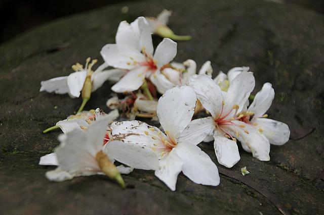 想像していたよりは少なかったけど、少しだけでも見られて良かった！！来年こそは油桐花のじゅうたんを見るぞ～～
