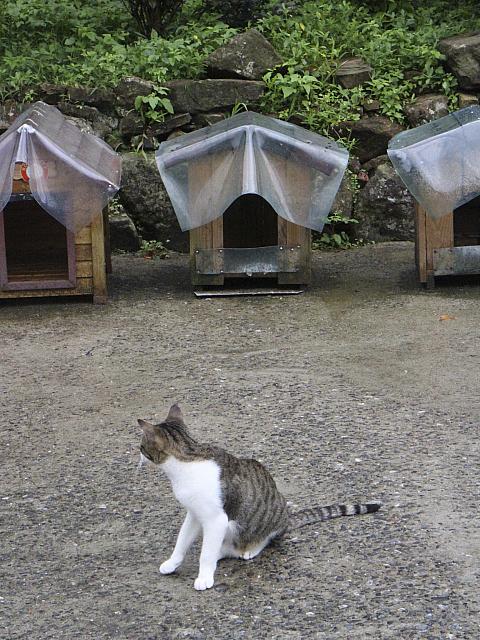 雨だから小屋にはいるかな…