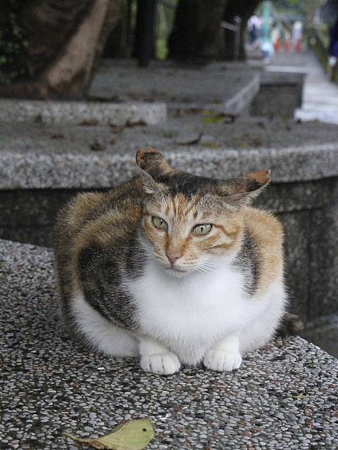 美ネコです