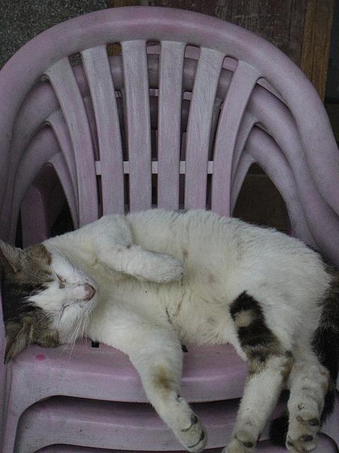 詹碧雲さん家のイス猫