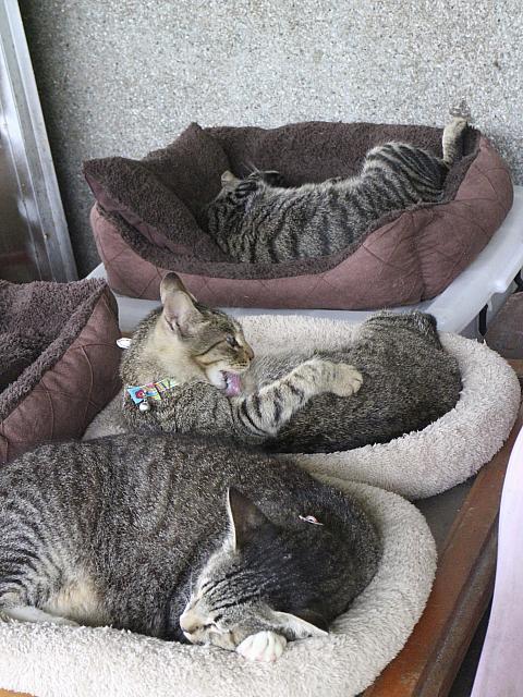詹碧雲さん家の３にゃん