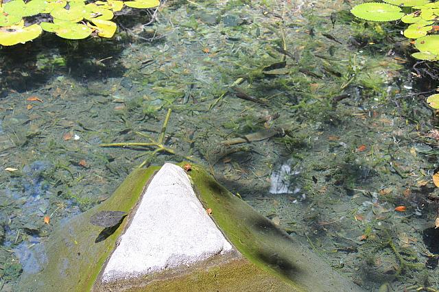 水がものすごく澄んでいました
