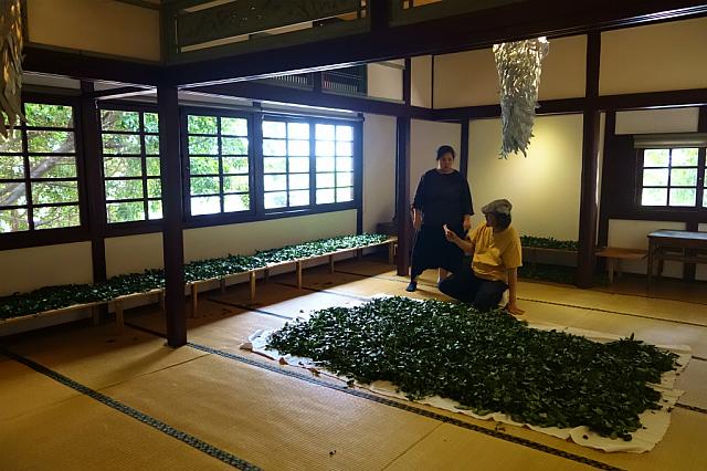 そして一番広い畳部屋ではオーナーが摘んだばかりのお茶を干していました！
