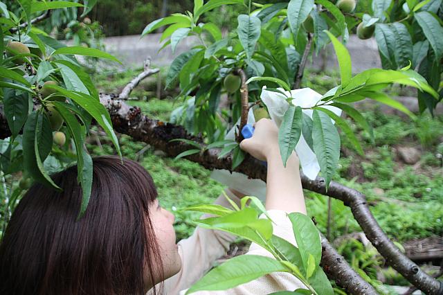 ただかぶせるだけといっても、不要な実を選別して間引きしないといけないので、畑作業はしたことがないナビにとってはこれが意外と大変。五月桃は5月末に収穫できるようになります。