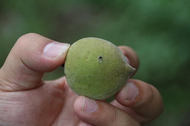間引きした五月桃の実。そのままでも食べられるとのことでかじってみたナビ。固いっ！熟していない梅のような味でした。