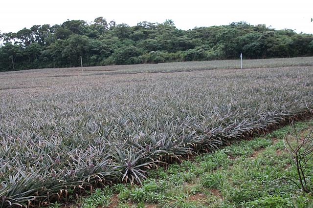 途中見渡すばかりのパイナップル畑を過ぎ、鹿野の観光センターや数軒のお茶屋さん兼民宿を過ぎると…