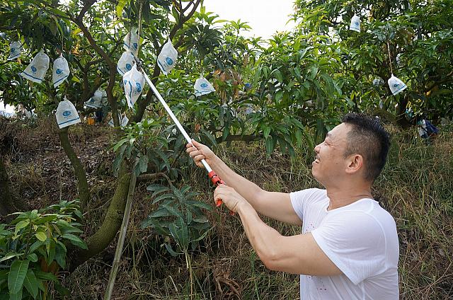 狙いを定めてマンゴーを取ります。赤いのが採れたかなぁ・・・