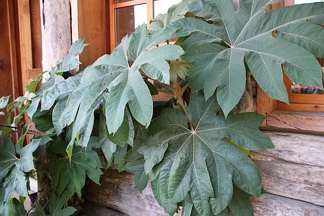 紙の原料の植物が壁からニョキッ