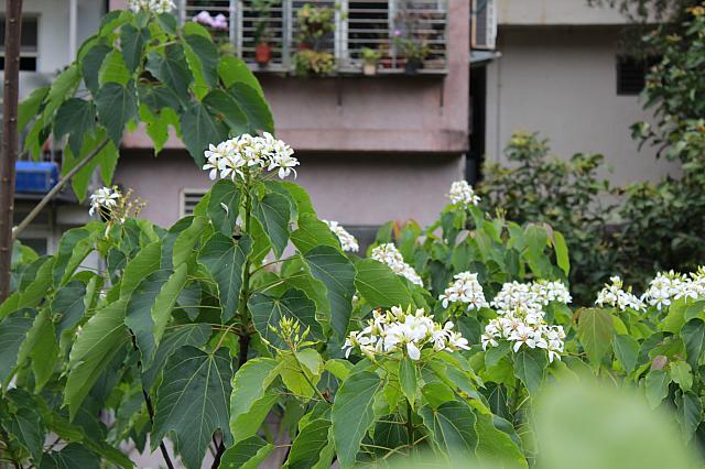 油桐花も見られて、滝のマイナスイオンも浴び、楽しいワンデートリップでした♪