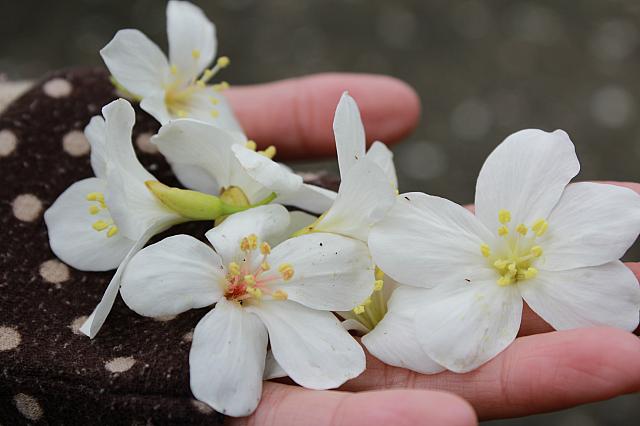 見て～☆すでに見ごろを迎えているようで、いくつか花が舞ってきましたよ～！油桐花を見たい方は、今週あたり見に行かれることをおすすめします♪