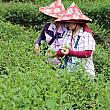 茶農家でお茶と茶餅作り、坪林歩道でディープな体験の旅 茶摘み お茶 包種茶 ウーロン 産地 体験 茶葉料理 古道 散歩自然
