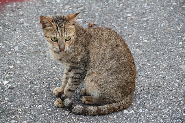 ！！前は気が付かなかったのですが、猫ちゃんがかなり多かったのに驚きました！！