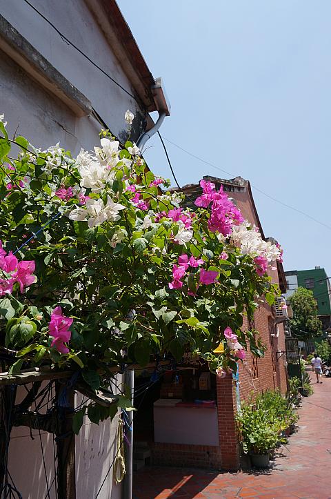 青い空にピンクの花が映えます