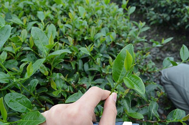 これが一心兩葉です