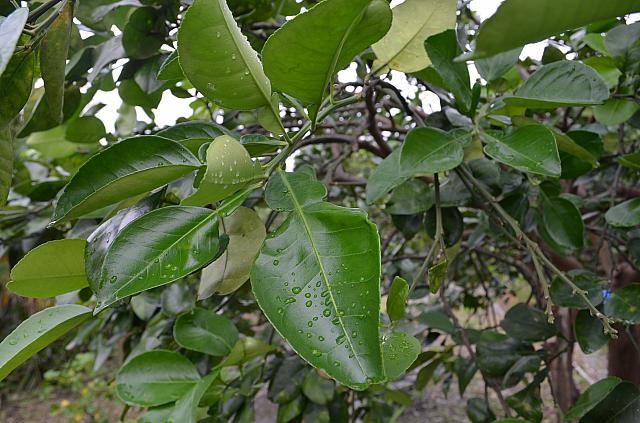 ゆずの葉はおもしろい形