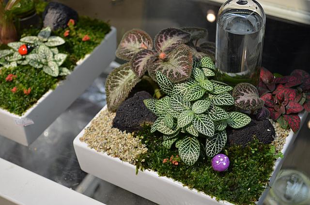 自動水やり機能搭載