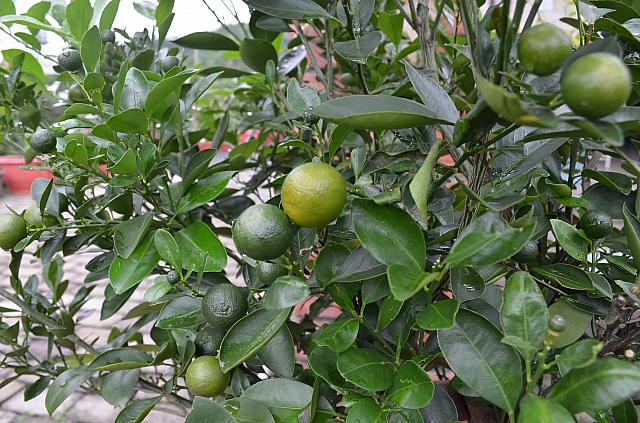 丸いのが金柑で