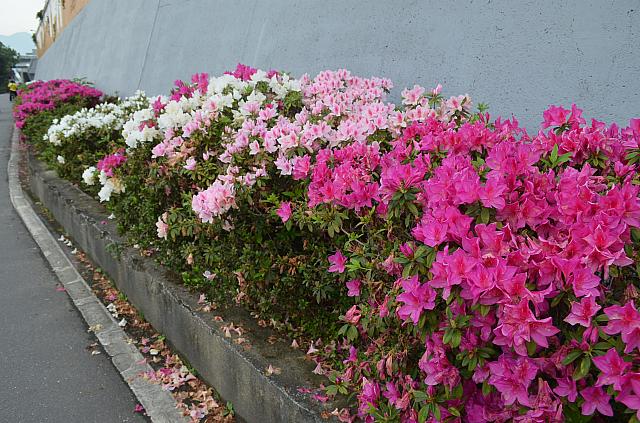 側道には色とりどりの花