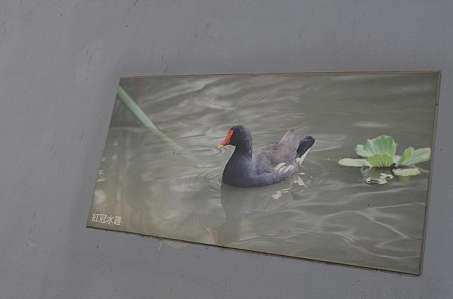 道沿いには水鳥たちの写真も
