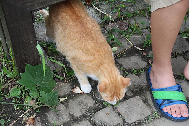 さっそく猫ちゃんたちに出会いました！餌を食べてます