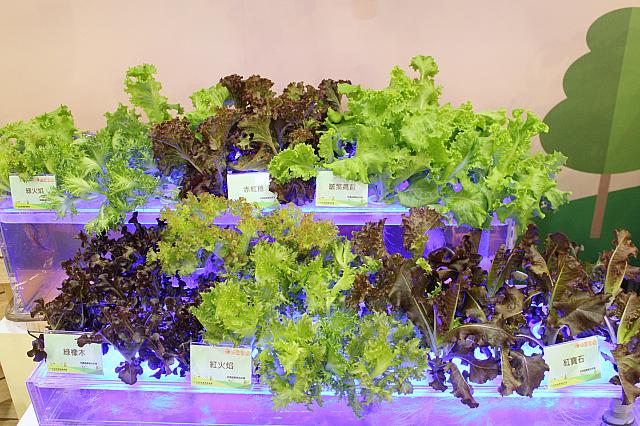 見たことのない野菜がい～っぱい！