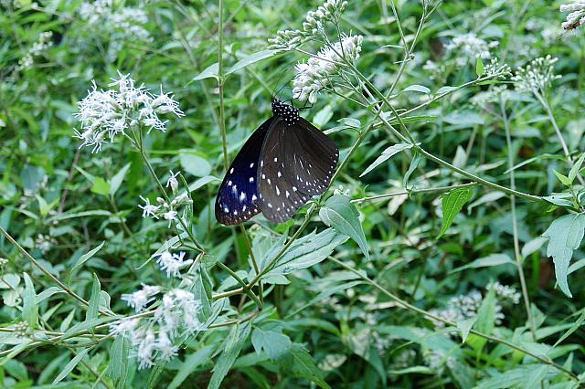 羽をちょっと開くと内側には美しい紫色がっ！