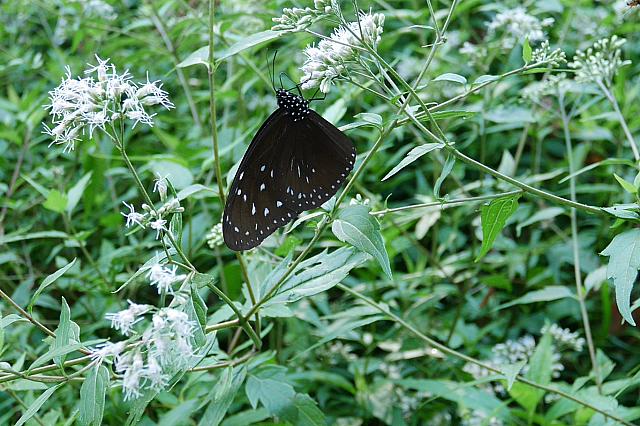 ルリマダラは外側は非常に地味なのですが、
